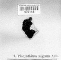 Placynthium nigrum image